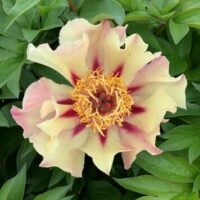 The Paeonia 'Court Jester' Peony Rose in a 10" pot showcases vibrant yellow ruffled petals with a striking red center, surrounded by lush green leaves.