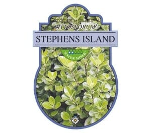 A plant label with the name 'Pittosporum 'Stephen's Island' 6" Pot' from the genus Pittosporum. The label features an image of the plant's green and yellow leaves in a charming 6" pot.