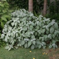 A dense shrub with large, oval-shaped leaves grows in a garden, surrounded by other greenery and a few tall trees in the background. This Plectranthus argentea 'Silver Plectranthus' 6" Pot features Silver Plectranthus, adding a touch of elegance to the lush landscape.