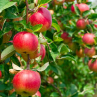 Several ripe red apples, known as Malus 'Pomme de Neige' Apple 8" Pot, hanging from tree branches in a sunny orchard.