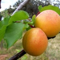 Two ripe Prunus 'Bulida' Apricot (Dwarf) 10" Pot hang from a Prunus tree branch, surrounded by green leaves.