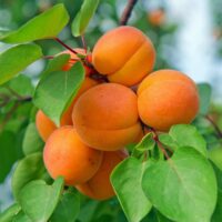 A cluster of ripe orange Prunus 'Fireball™' Apricot (Dwarf) 10" Pot hanging from a tree branch surrounded by green leaves.