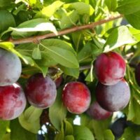 A branch with numerous ripe Prunus 'Donsworth' Plum (Dwarf) 10" Pot hanging among green leaves on a sunny day.