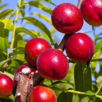 Prunus 'Crimson Baby' Nectarine (Dwarf) 10" Pot, a variety of Prunus, grow abundantly on a tree branch, surrounded by green leaves and set against a blue sky.