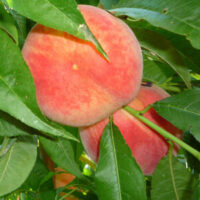 Close-up of a ripe, Prunus 'Silvan Sunset™' Peach 10" Pot hanging on a Prunus tree, surrounded by green leaves.