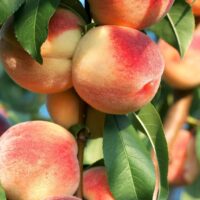 Close-up of ripe peaches hanging from a tree branch, surrounded by green leaves in a pot. Soft sunlight highlights their fuzzy skin and red-orange hue on this charming Prunus 'White Gold™' Peach Dwarf 10" Pot.