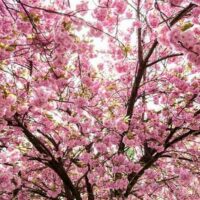 Branches of a Prunus 'New Red' Cherry Blossom 10" Pot covered in abundant pink cherry blossoms against a bright sky.