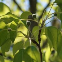Close-up of a Pyrus tree branch with several green leaves and small round buds, set against a backdrop of sunlight filtering through the foliage. This Pyrus 'Southworth Dancer' Ornamental Pear 20" Pot thrives beautifully, whether in nature or elegantly displayed in a 20" pot.