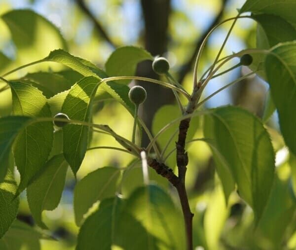 Close-up of a Pyrus tree branch with several green leaves and small round buds, set against a backdrop of sunlight filtering through the foliage. This Pyrus 'Southworth Dancer' Ornamental Pear 20" Pot thrives beautifully, whether in nature or elegantly displayed in a 20" pot.