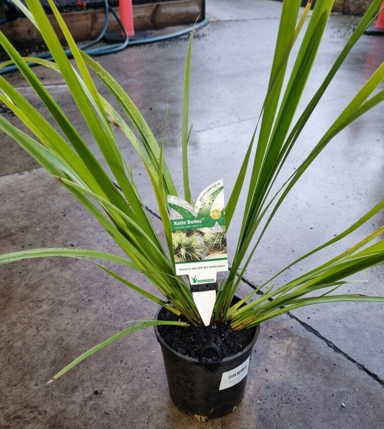 Lomandra 'Katies Bells™' 6" Pot - Image 4