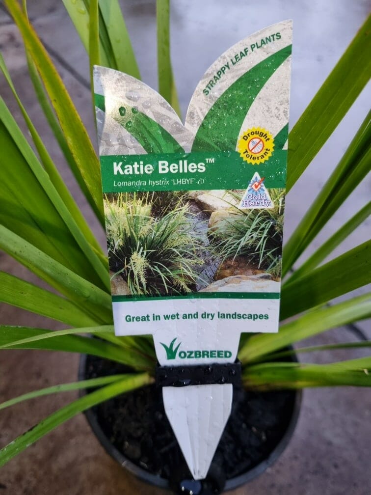 Lomandra 'Katies Bells™' 6" Pot - Image 5