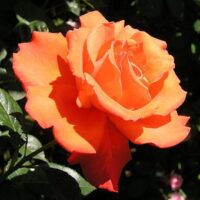 A vibrant orange Rose 'Alexander' 2ft Standard in full bloom, thriving with lush green foliage in the background.
