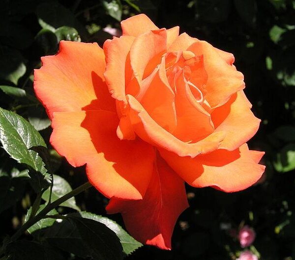 A vibrant orange Rose 'Alexander' 2ft Standard in full bloom, thriving with lush green foliage in the background.
