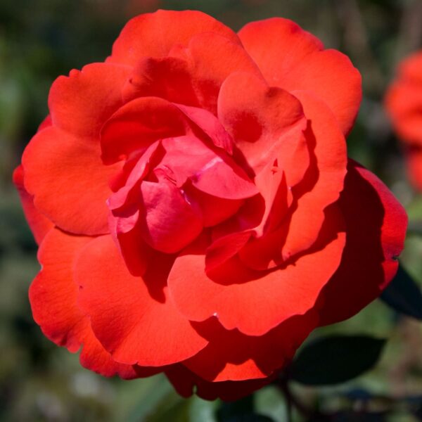 Close-up of a fully bloomed, vibrant red Rose 'Cathedral City' PBR Bush Form, with visible petals and a soft-focus background.
