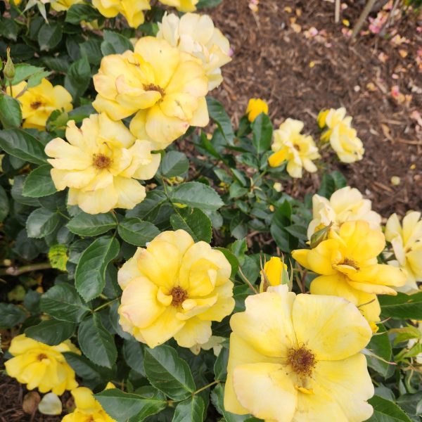 Rosa floribunda Golden Holstein Yellow Roses with dark centres flowering in a garden bed
