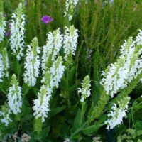 Close-up of blooming Salvia 'Sensation White' 4" Pot flowers with green leaves in a 4" pot and a few small pink blooms scattered in the background.
