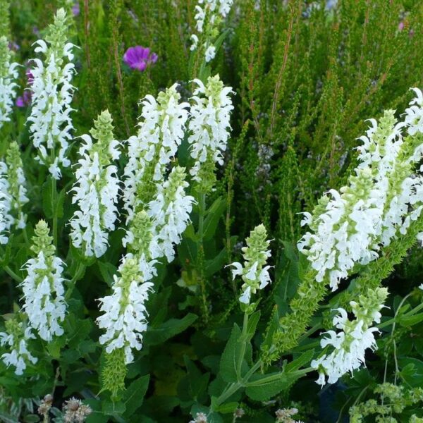 Close-up of blooming Salvia 'Sensation White' 4" Pot flowers with green leaves in a 4" pot and a few small pink blooms scattered in the background.