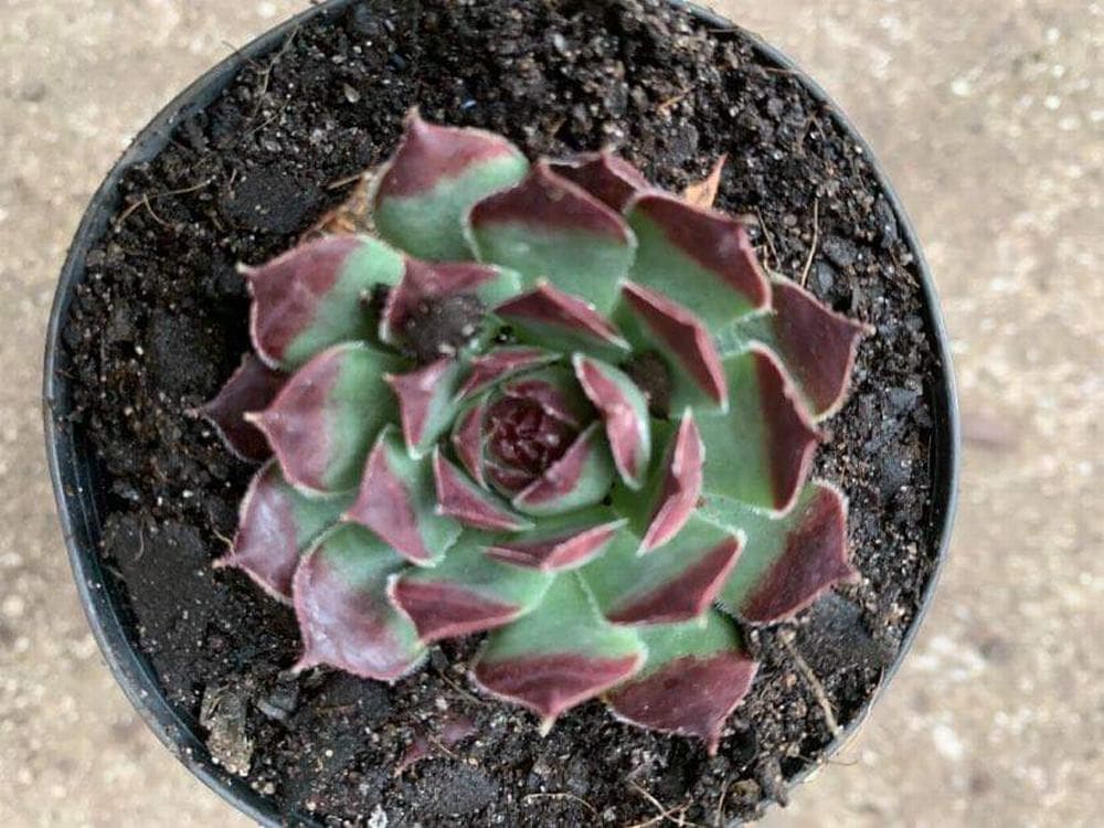 Top view of a Sempervivum 'Guillaumes' succulent with green and purple leaves in a 3'' pot, placed on a dirt surface.