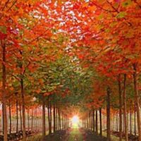 A tree-lined path with green and reddish-orange leaves, reminiscent of the stunning Acer 'Taggerty Sunset' 16" Pot, leads to a bright light source in the distance.