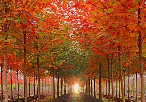 A tree-lined path with green and reddish-orange leaves, reminiscent of the stunning Acer 'Taggerty Sunset' 16" Pot, leads to a bright light source in the distance.