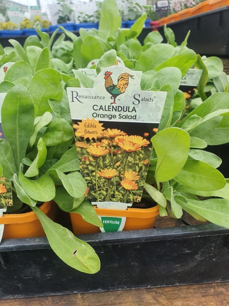 Potted Calendula plants in a 4" pot with vibrant orange flowers are labeled "Calendula 'Orange Salad' 4" Pot." The tag mentions these are edible blooms and features an illustration of the flowers.