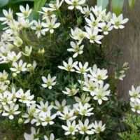 A cluster of small white flowers from a Clematis 'Perfection' 6" Pot, with dark green foliage, grows against a wooden background.