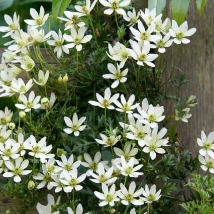 A cluster of small white flowers from a Clematis 'Perfection' 6" Pot, with dark green foliage, grows against a wooden background.