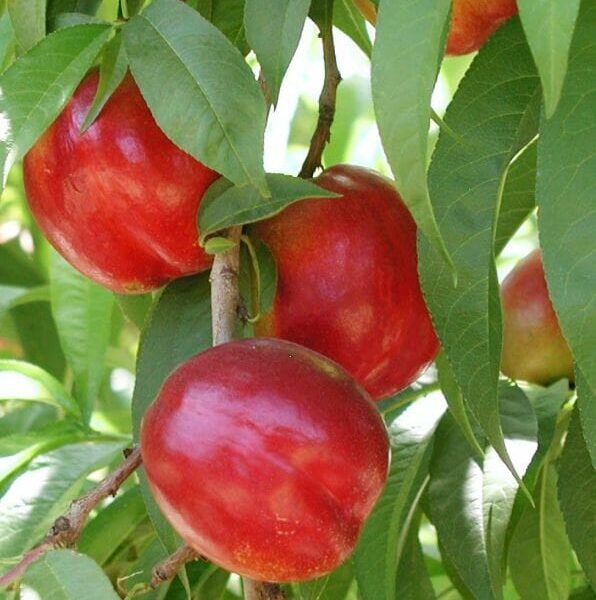 Red nectarines flourish on a Prunus 'Flavortop' Nectarine (Dwarf) 10" Pot, their vibrant hues contrasting with lush green leaves, all thriving in a convenient 10" pot.
