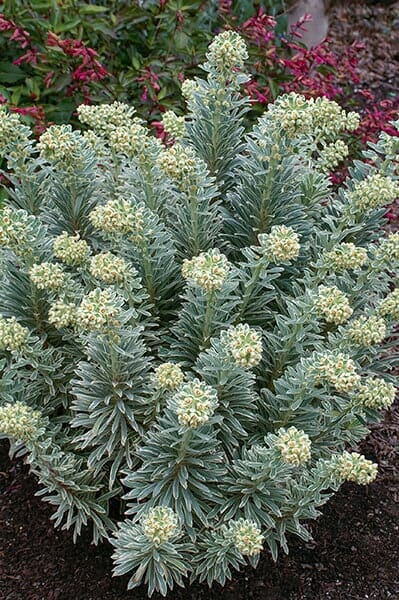 A bushy green plant with narrow leaves and clusters of small, pale yellow flowers blooms in a 6" pot, resembling the elegance of an Euphorbia 'Silver Swan' 6" Pot.