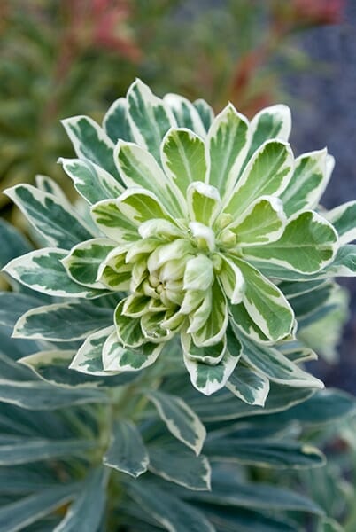 Close-up of a green and white variegated Euphorbia 'Silver Swan' 6" Pot with layered leaves. The plant's 6" pot showcases leaves with white edges and a green center. Background is slightly blurred with hints of other greenery.
