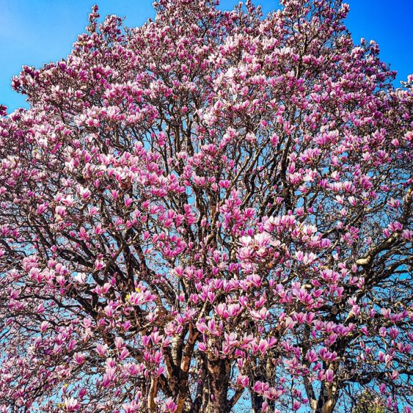 A large Magnolia 'Genie' 10" Pot covered in pink and white blossoms stands against a clear blue sky.