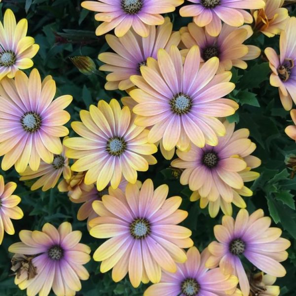 Osteospermum 'Blushing Beauty' African Daisy 4" Pot