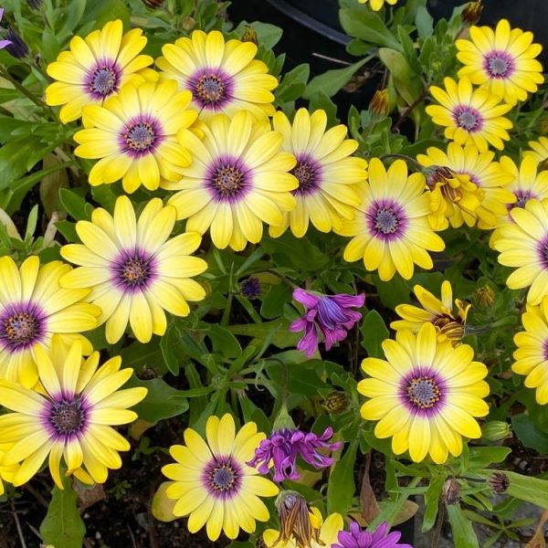 Osteospermum 'Blue Eyed Beauty' African Daisy
