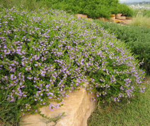 A dense cluster of Scaevola 'Purple Fusion™' from a 6" pot spills over a large rock in a landscaped area, creating a vibrant cascade of blooms.