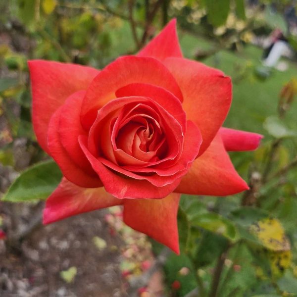 rosa hybrid tea Tarantella red sharp cut rose