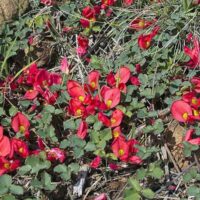 Red flowers with green leaves, such as those of the Kennedia prostrata 'Running Postman' 6" Pot, scattered across the ground among dry grass and twigs.
