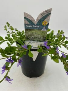 Scaevola 'Purple Fusion™' 6" Pot - Image 5