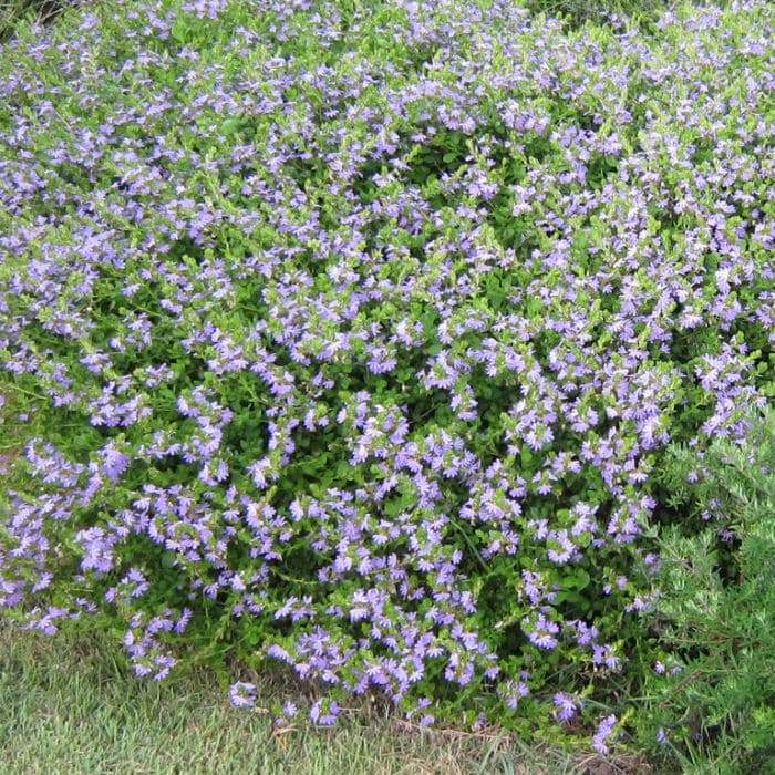 A lush cluster of Scaevola 'Purple Fusion™', featuring small purple flowers and vibrant green leaves, covers a patch of ground, ideal for planting in a 6" pot.