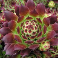 Close-up image of a Sempervivum 'Guillaumes' succulent with vibrant green and reddish-purple leaves arranged in a rosette pattern, thriving in a 3'' pot.