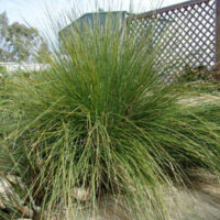 A Lomandra 'Wingarra' 6" Pot displays its spiky green blades, flourishing next to a wooden lattice fence in the garden.