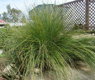 A Lomandra 'Wingarra' 6" Pot displays its spiky green blades, flourishing next to a wooden lattice fence in the garden.