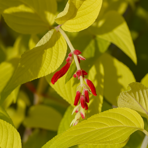 Salvia 'Golden Pineapple' Sage features bright yellow-green leaves and small red flower buds. Available in a 10cm pot.