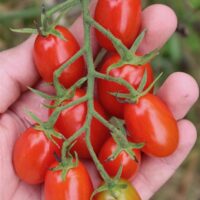 A hand holding a cluster of ripe Tomato 'Cherry Roma' grape tomatoes on the vine, with one slightly unripe tomato at the bottom, reminiscent of a harvest from a 4" pot.