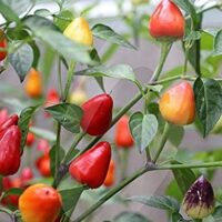 Close-up of Capsicum 'Firecracker' Chilli Pepper in a 4" pot, featuring vibrant firecracker-red and yellow triangle-shaped peppers nestled among lush green leaves.
