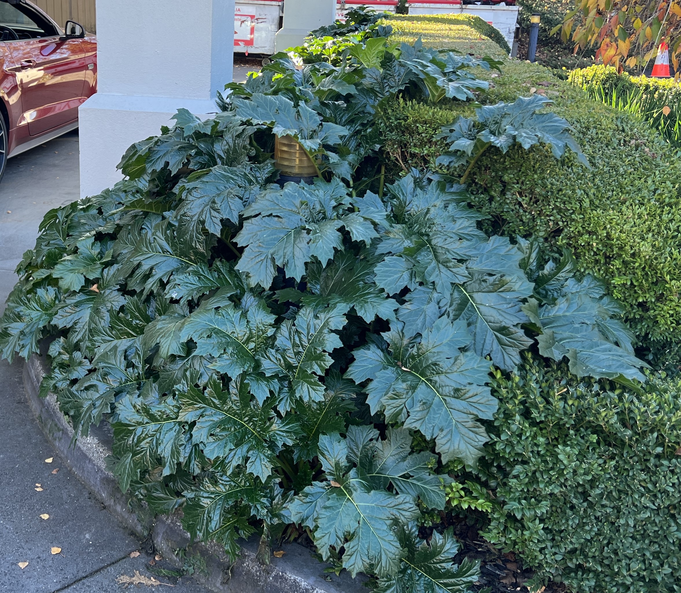 A large Acanthus 'Oyster Plant' with broad, glossy leaves grows next to well-trimmed hedges near a building; a red car is partially visible in the background.