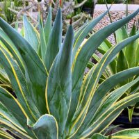 Close-up of an Agave 'El Miradores Gold' plant with pointed green leaves edged in yellow, thriving beautifully in its 8" pot within a garden setting.