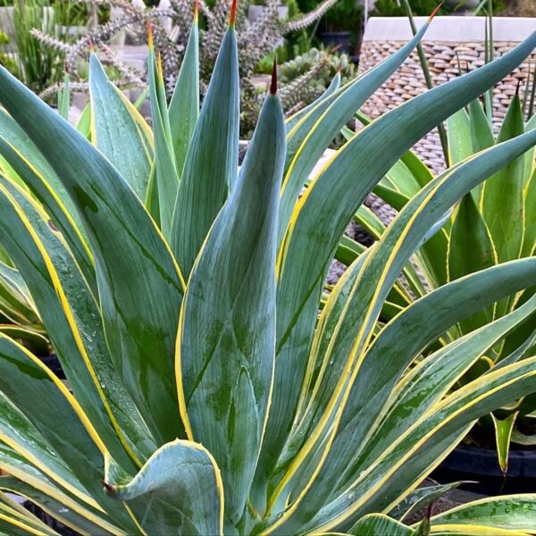 Close-up of an Agave 'El Miradores Gold' plant with pointed green leaves edged in yellow, thriving beautifully in its 8" pot within a garden setting.
