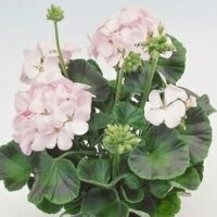 The Geranium 'Apache White' blossoms with pale pink flowers and lush green leaves in a 3" pot, set against a light background.