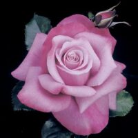 A close-up of the blooming Rose 'Barbra Streisand PBR' 3ft Standard shows a vibrant pink bloom accompanied by a small bud and set against lush green leaves, all contrasting beautifully with the black background.