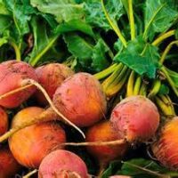 A vibrant arrangement of fresh Beetroot 'Golden' plants in a 4" pot featuring lush green leaves.